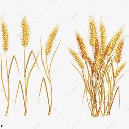 麦子个人资料及简介,才华横溢的青年才俊，多才多艺的全面型人才